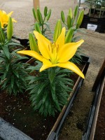 [5003 TinyDessert No01.JPG]